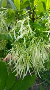 Image result for Chionanthus foveolatus