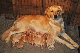 However, free golden retriever dogs and puppies are a rarity as rescues usually charge a small adoption fee to cover their expenses (usually. Akc Golden Retriever Puppies Born November 7th For Sale In Salem Oregon Classified Americanlisted Com
