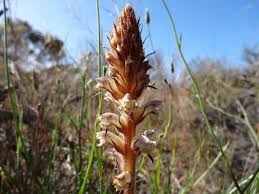 Image result for Orobanche