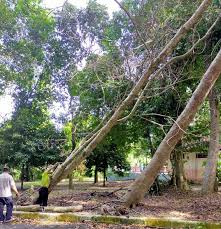 Bandar ini mula dibuka pada. Mpkb Bri Tebang 15 Pokok Berisiko Kosmo Digital