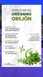 Orégano orejón 😲 #beneficios #shump24 #fyp #foryou | TikTok