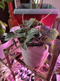 Image result for Mohria vestita