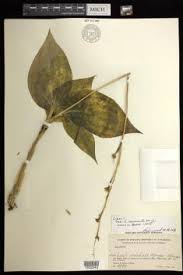 Image result for Liparis deistelii