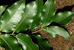 Image result for Ekebergia