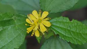 Image result for Triumfetta trichocarpa