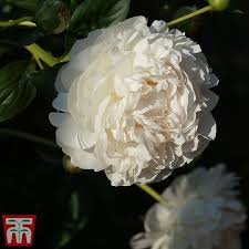 We did not find results for: Peony Double White Thompson Morgan