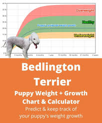 Bedlington Terrier Weight Growth Chart 2021 How Heavy Will My Bedlington Terrier Weigh The Goody Pet