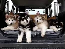 Maybe you would like to learn more about one of these? Malamute Puppies Struggling To Comprehend Music Omg This Is Amazing Video Dailymotion
