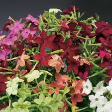 Image result for Nicolasia coronata