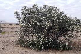 Image result for Cordia