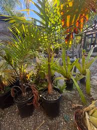 Image result for Hyophorbe indica