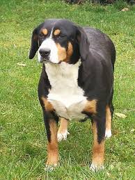 Er verhält sich aufmerksam, wachsam und furchtlos in alltagssituationen. Zuchthunde Swissydog Welpen