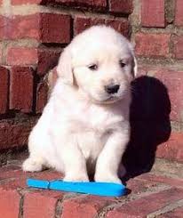 We did not find results for: 54 Buddy Ideas Golden Retriever Retriever Puppies