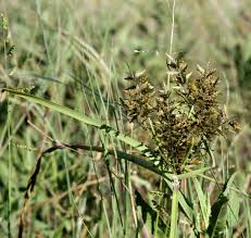 Image result for Pycreus macrostachyus