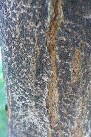 Maybe you would like to learn more about one of these? Insects Just Small Trees Llc