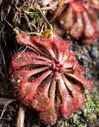 Image result for Drosera pilosa