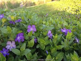 Image result for Vinca major