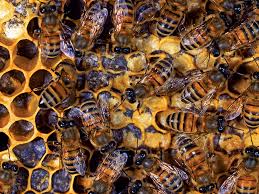Bumble bee vs honey bee: Where Do Honeybees Go In The Winter Britannica
