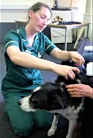 Birth to 1 year you'll need to bring your little one in for vaccines every 3 to 4 weeks until they are 16 weeks old. Dog Health Check How Often Should You Do Vet Check Ups Barking Mad Uk