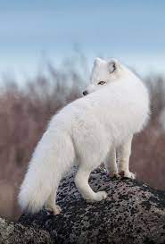 Pin By Blaxk Orion On Animals In 2021 Albino Animals Arctic Fox Arctic Animals