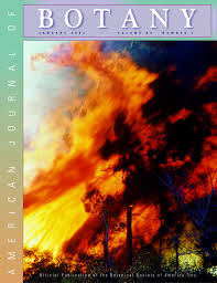 Image result for Lophiocarpus polystachyus