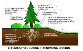 How Can Tree Planting Can Prevent Soil Erosion Socratic