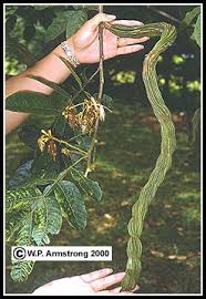 It has been introduced to cuba where it is listed as invasive, but no information on ecological and/or economic impact has been provided. Vanilla Ice Cream Bean Hops Turmeric Parmentiera Photos