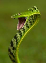 Ahaetulla Nasuta Vine Snake Snake Cute Reptiles