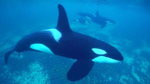 Our organization is supported through the generosity of friends like you. Killer Whale Holidays Best Time To See Orcas Natural World Safaris