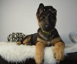 9 Amazing Facts About German Shepherd Dogs American Kennel