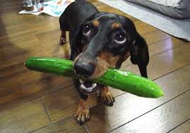 Spinach is packed with vitamins and. Can Dogs Eat Cucumbers Side Effects Benefits Tips