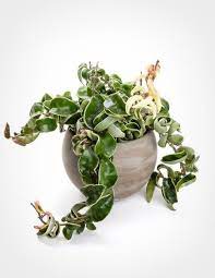 Hoya Carnosa Compacta Variegata Variegated Rope Hoya Plants Hindu Rope Plant Hanging Plants