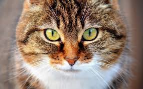 Kedinizi Beslemek Kedi Beslenmesinin Temelleri Anadolu Kedisi