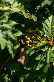 Image result for Solanum chrysotrichum