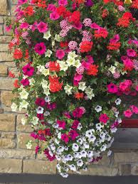 Maybe you would like to learn more about one of these? Hanging Baskets Of Flowers Ireland