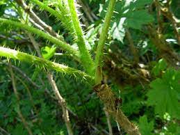 Devil S Club Monograph Herbrally