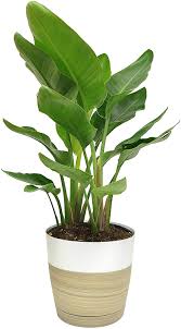 Birds of paradise are found in new guinea and surrounding islands. Amazon Com Costa Farms White Bird Of Paradise Strelitzia Nicolai Indoor Plant In Decor Planter 24 Inches Tall Fresh From Our Farm Garden Outdoor
