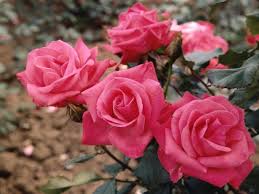 We hope you enjoy making your own! How To Winterize Roses Hgtv