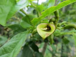 Image result for Markhamia zanzibarica