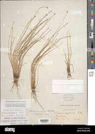 Image result for Eleocharis geniculata