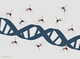 However, they have used crispr with honey bees. Avoiding Crispr Mediated Gene Drive Evolved Resistance In Mosquitoes