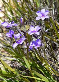 Image result for Aristea abyssinica