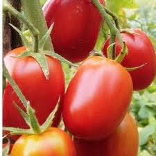 Graines Tomate De Berao En 2020 Graine De Tomate Tomates Tomate Variete