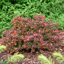 Image result for Berberis