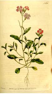 Image result for Malcolmia maritima