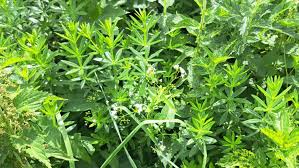 Image result for Galium simense