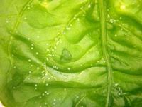 ほうれん草に白いブツブツがある 野菜 商品q A コープこうべ 商品検査センター