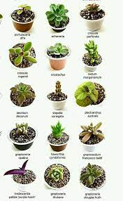 Suculenticas Nombres De Algunos Cactus Y Suculentas Facebook