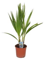 This palm is native to the desert mountain valleys and canyons of sonora and baja mexico. Washingtonia Filifera Facherpalme Florastore