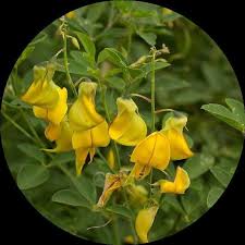 Image result for Crotalaria pudica